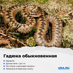 Гадюка - одна из самых опасных змей в России