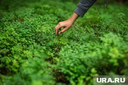 Клюкву в Нижневартовске собирают на болотах и берегах озер