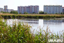 В Кургане по улице Алексеева высаживают ивы (архивное фото)