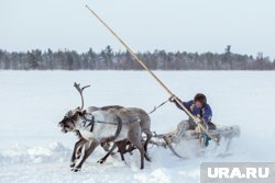 Кухарук встретился с оленеводами в Белоярском районе