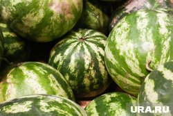 На российских прилавках уже появились первые арбузы
