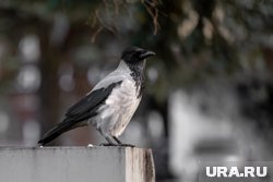 Что можно отметить 3 октября 2025 года
