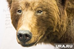 Медведь пока не проявлял агрессии к людям