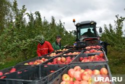 Урожай яблок оказался рекордным