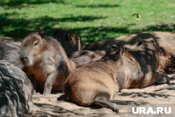 У челябинцев выросла популярность атрибутики с капибарами 