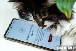 Сделать выбор можно с помощью смартфона