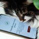 Как проголосовать на выборах губернатора Пермского края дистанционно. Инфографика