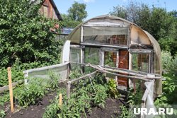 Помидоры лучше высаживать в начале лета