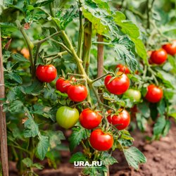 Для хорошего роста томатам особенно необходимы азот, фосфор и калий