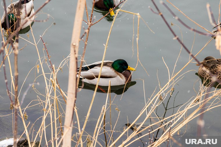 В округе водится водоплавающая дичь