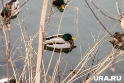 В округе водится водоплавающая дичь