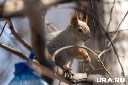 По словам источника, девочка пыталась погладить белку и упала