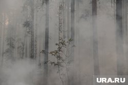 Забайкальский край охватили лесные пожары (архивное фото)