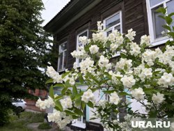 Деревья нужно обрабатывать в течение сезона несколько раз