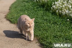 Кошки могут отравиться растениями в огороде