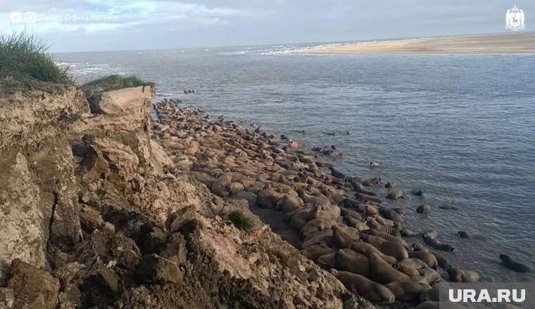Лежбище моржей но мысе Тиутей-Сале в ЯНАО