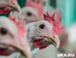 На протяжении последних лет пожары на птицефабрике возникали неоднократно