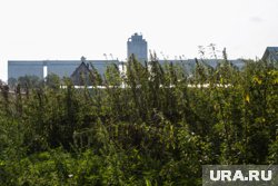 Чтобы крапива приносила пользу, ее стоит собирать подальше от дорог и промышленных зон