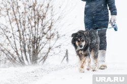 Пес сбежал с привязи, чтобы найти хозяина