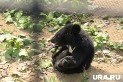 Найти любимого обитателя зоосада теперь проще