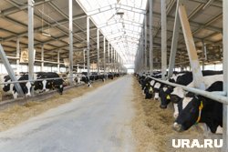 В ближайшие пять лет в Прикамье будет увеличено производство молока