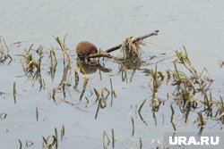 Ондатру заметили жители Зареки