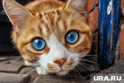 Рыжие коты ассоциируются с жизнелюбием и радостью