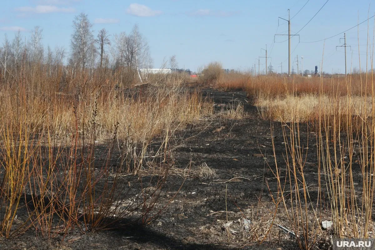 Предприниматель незаконно арендовал земли в курганском округе