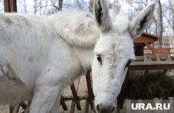 Одомашненные животные могут использоваться в качестве доставщиков на СВО 