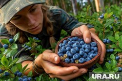 Лесная черника ХМАО - природный антиоксидант