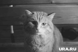 Кот Василий Курумович умер из-за слабого сердца