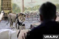  Инцидент произошел во время кормления хищников