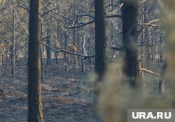 Косуля - самый распространенный из крупных охотничьих трофеев в Челябинской области