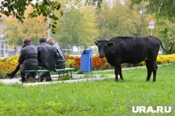 Хозяин коров получил штраф за их прогулку по городу (архивное фото)