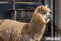 В семье пермских альпака пополнение