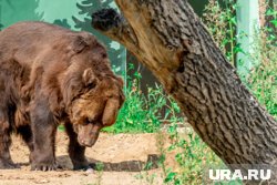 Медведь недавно отделился от матери и еще плохо приспособлен к жизни 