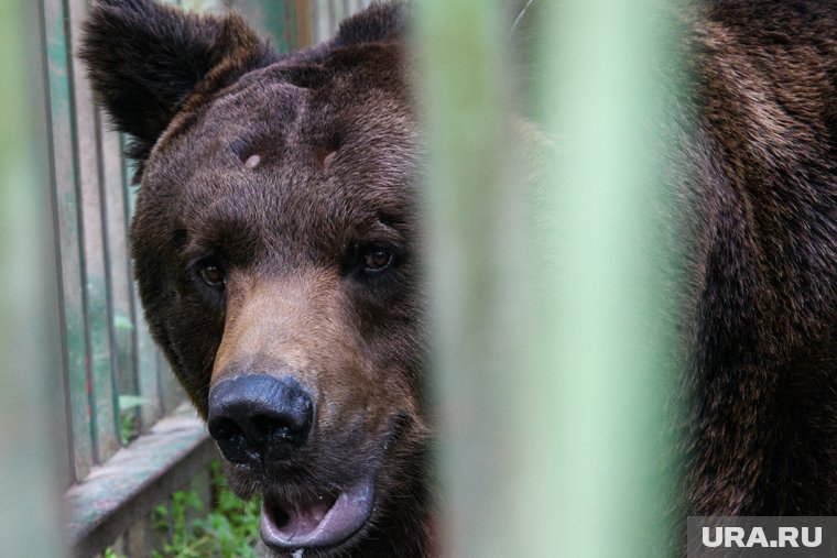 Медведь напугал отдыхающих на озере в ХМАО