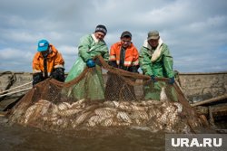 Японский политик просит разрешить стране добывать рыбу в водах вокруг четырех спорных островов