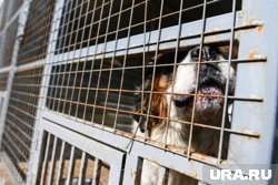 Страшную находку обнаружили в Пыть-Яхе в благотворительном приюте для животных «Ушастик, живи»