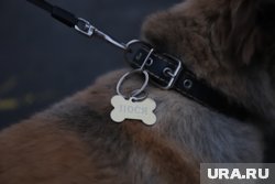 Крематорий для животных работает более десяти лет