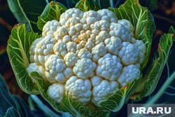 Употребление крестоцветных снижет риск рака толстой кишки на 20%