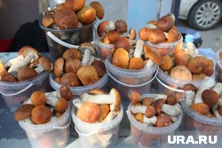 В разгар грибного сезона лучше не брать угощения на стихийных рынках