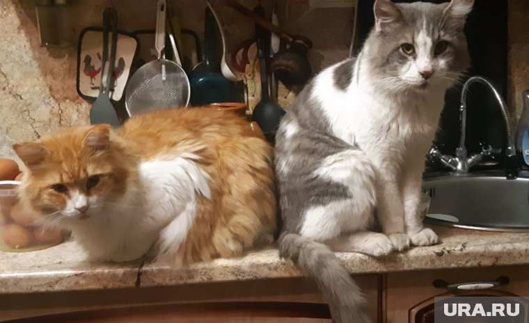 Коты Жабрик и Василий Кунгурский пережили смерч и чувствуют себя прекрасно