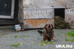 Российские знаменитости придали огласке ситуацию в DogTown (архивное фото)