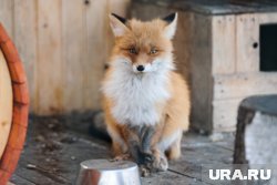 Туристов остерегли от контактов с хищниками Таганая