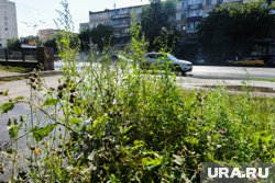 Двор обильно зарос травой (архивное фото)