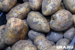 Перед хранением картофеля его нужно просушить в течение нескольких дней