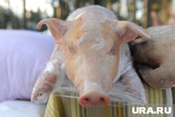 Югорчане сильно удивились такому «сюрпризу»