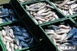 В Курганской области рыбаки-любители не смогут наловить пелядь