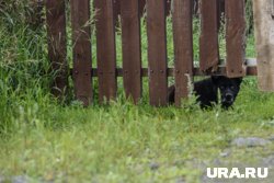 Ставить забор на Устинов день - к пожарам